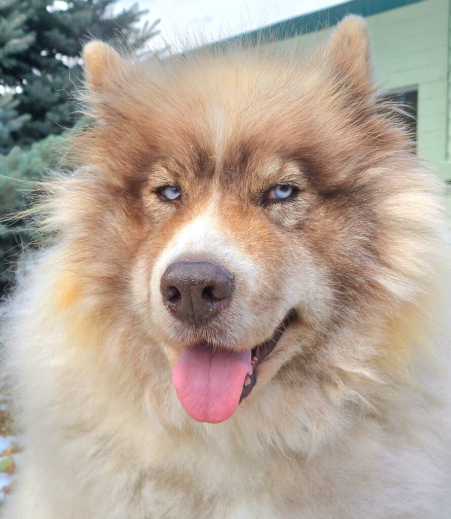 Native American Indian Dog: How To Keep Your Dog Healthy. Step by step.