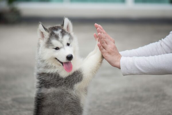 Puppy pressing his paw against a Girl hand