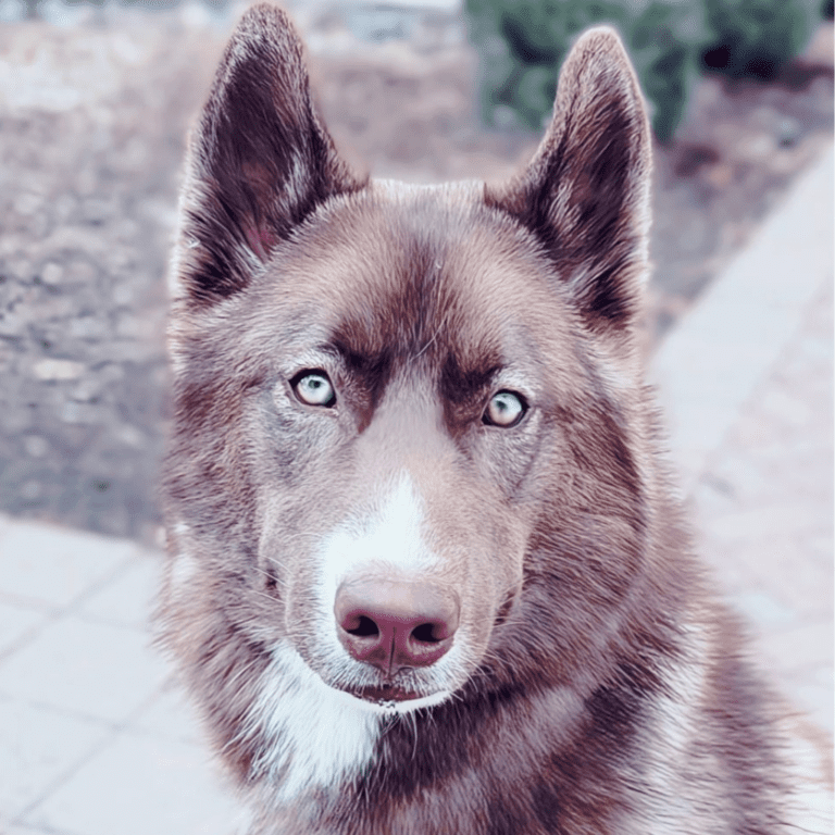 Native American Indian Dog representing Indigenous landrace heritage and cultural preservation