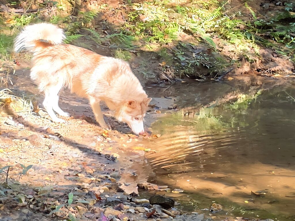 Native American Indian Dog pregnant breeding female in a natural environment 