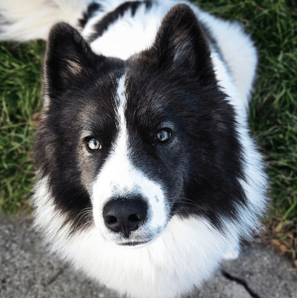 NAID with calm, stable temperament and attentive expression