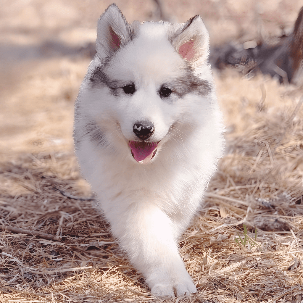 Native American Indian Dog puppy raised in a grounded homestead environment with early socialization and intentional handling