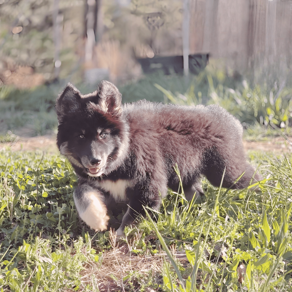 Native American Indian Dog puppy supported by holistic health standards including natural nutrition and biologically aligned care