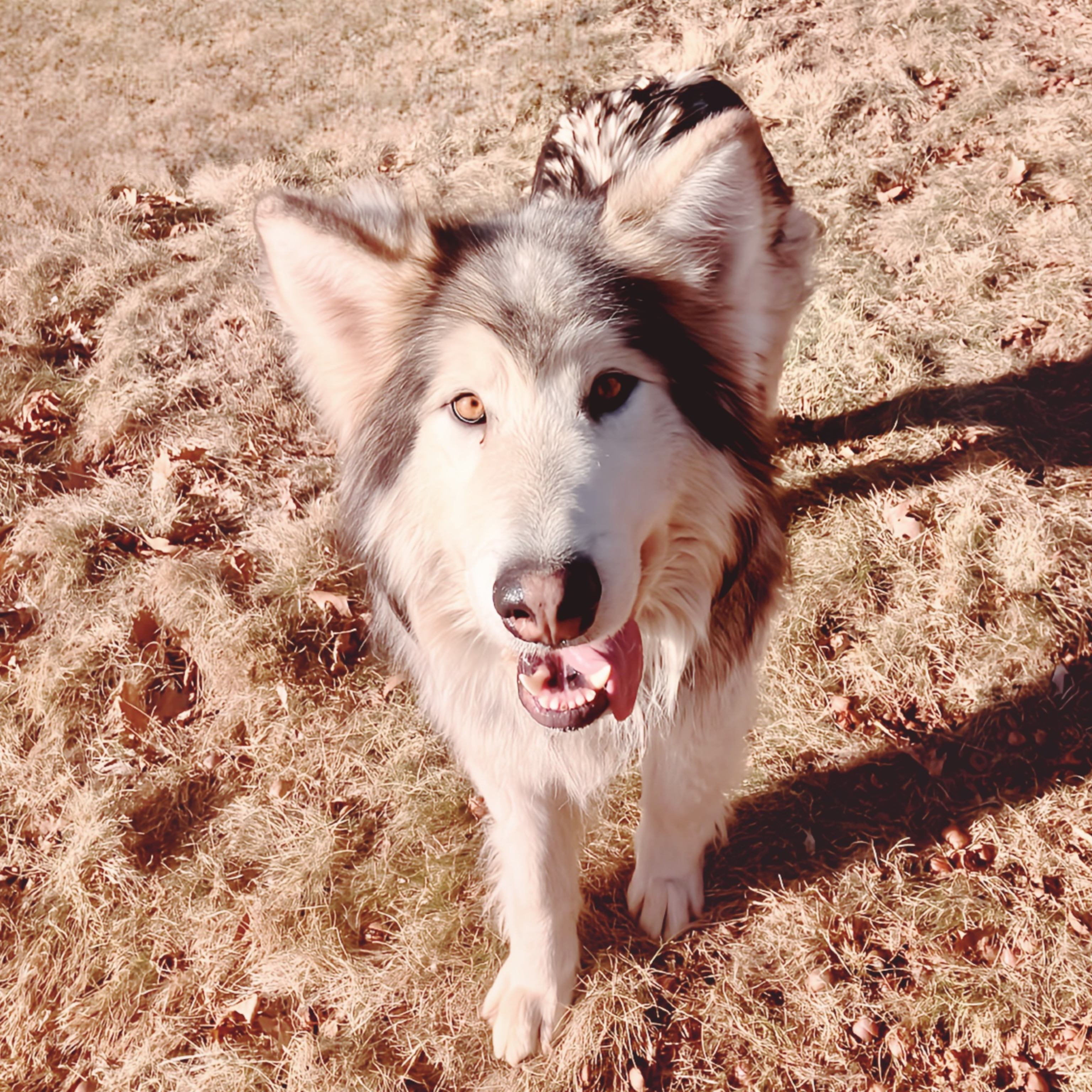 Naturally reared dog demonstrating calm emotional behavior connected to gut health