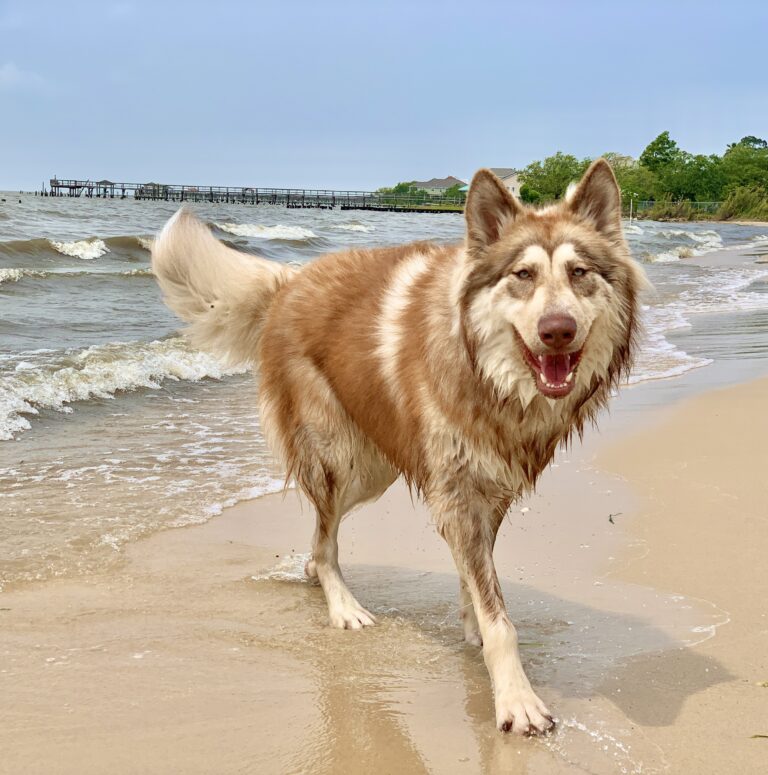 Inlvchi Native American Indian Dog Breeding Male