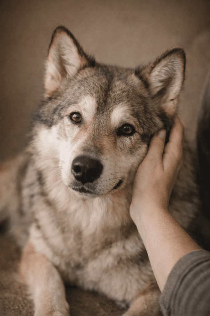 Native American Indian Dog showing calm stability of temperament 
