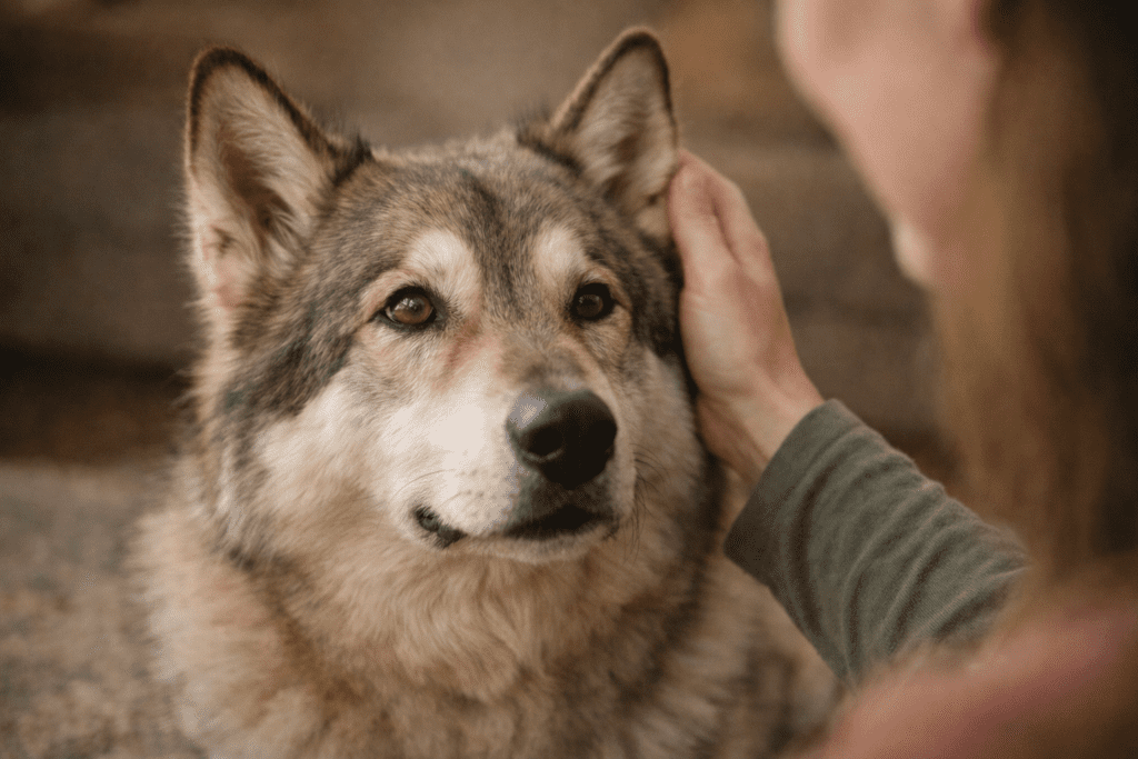 Calm and confident Native American Indian Dog bonded with caregiver
