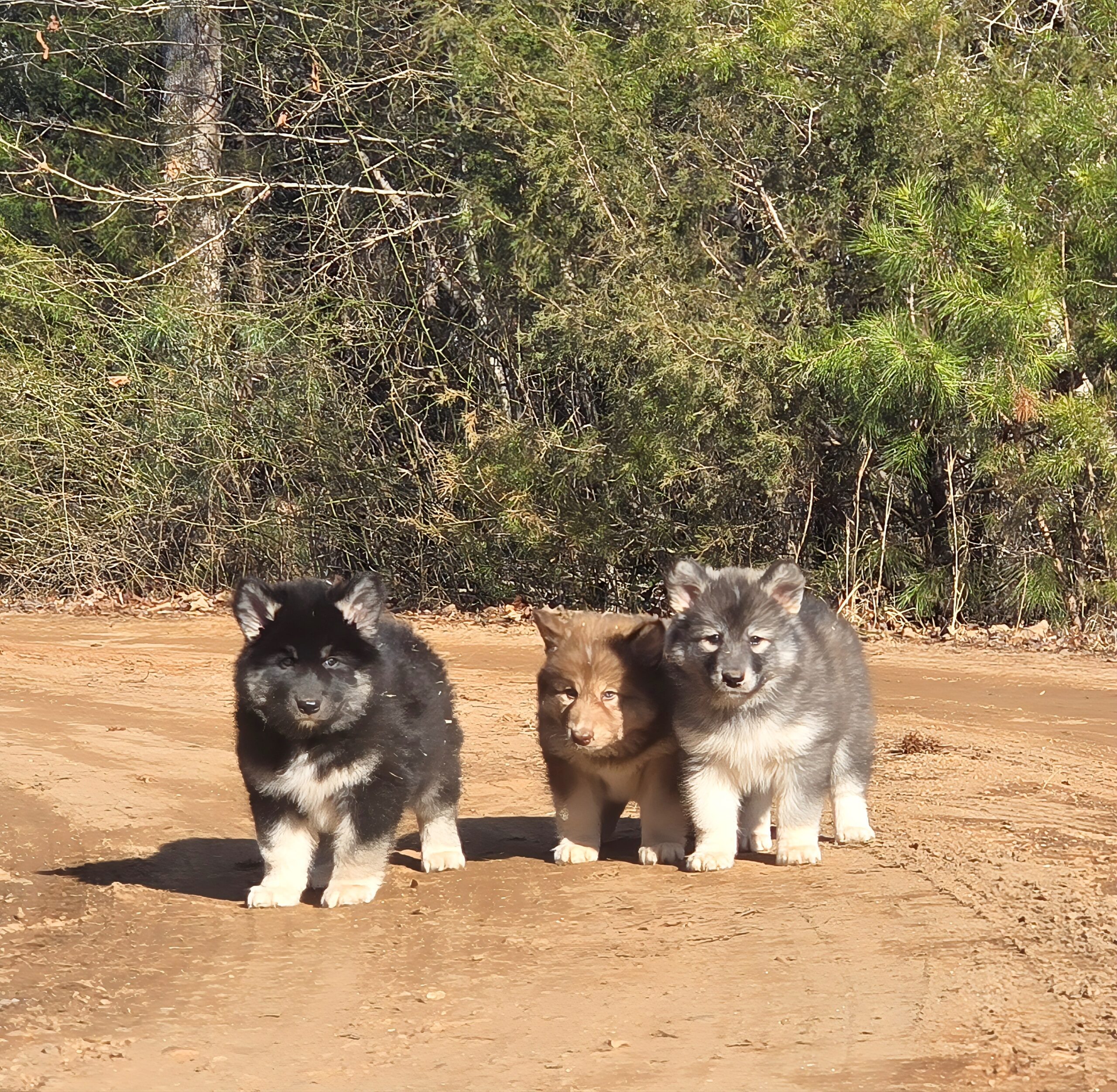 Native American Indian Dog puppies showing athletic structure, coat type, and natural conformation