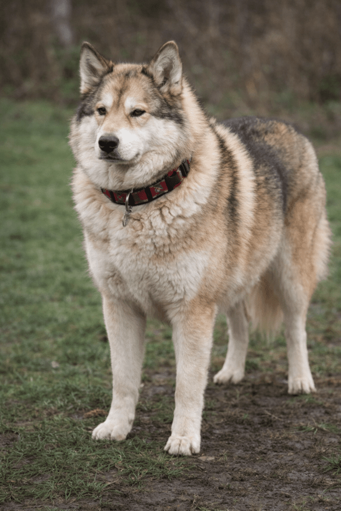 Dog showing signs of inflammation and stiffness