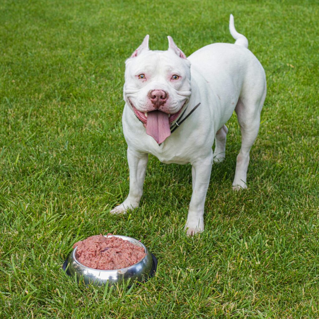 Fresh whole foods supporting canine health