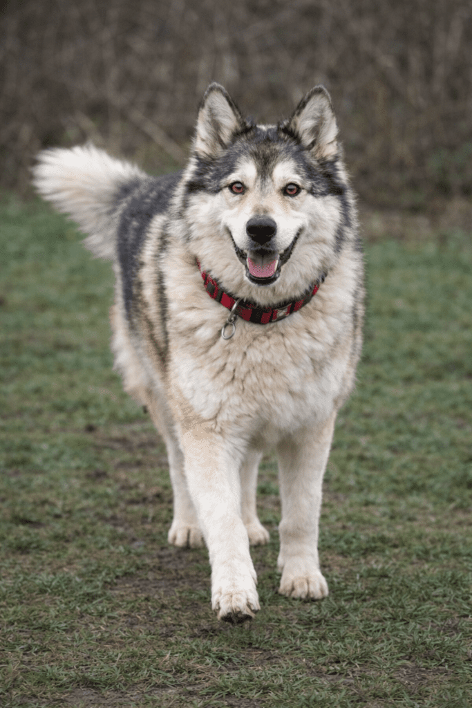 Older dog showing improved mobility and vitality