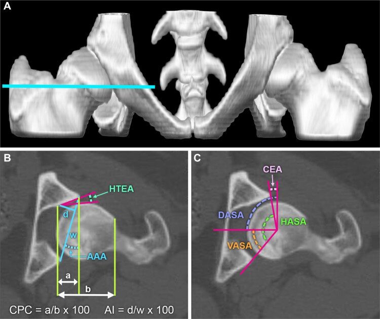OFA evaluates structure. PennHIP measures laxity, the variable that predicts disease.
