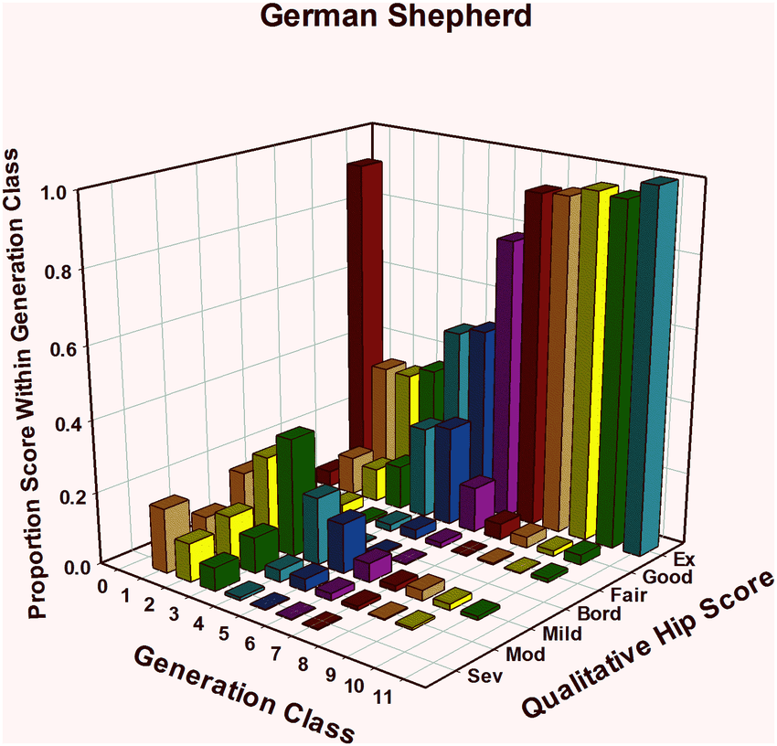 Hip quality improves when breeders select rigorously.