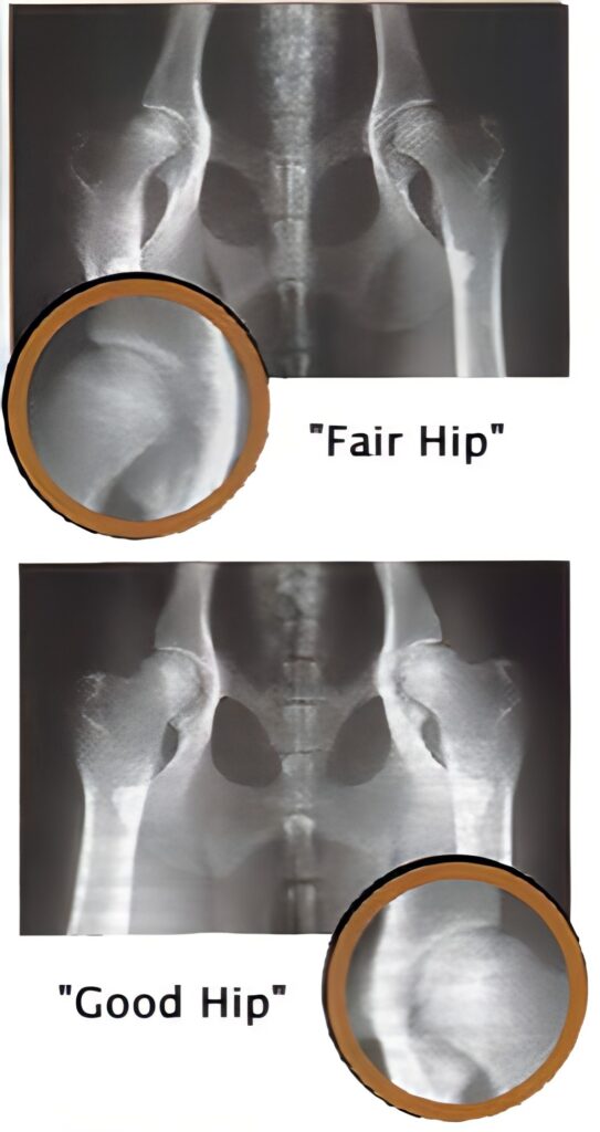 Examples of OFA radiographic evaluation 