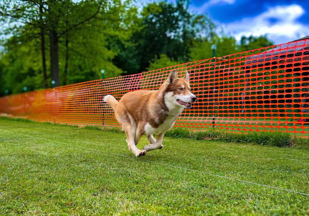 Native American Indian Dog running agility 