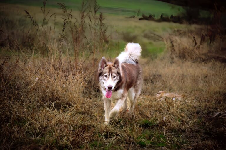 Naturally reared Native American Indian Dog