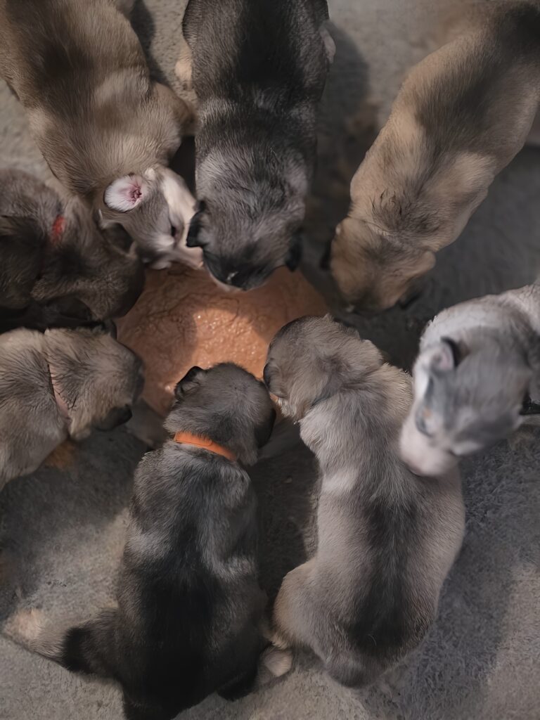 Raw diet for Native American Indian Dog puppies 