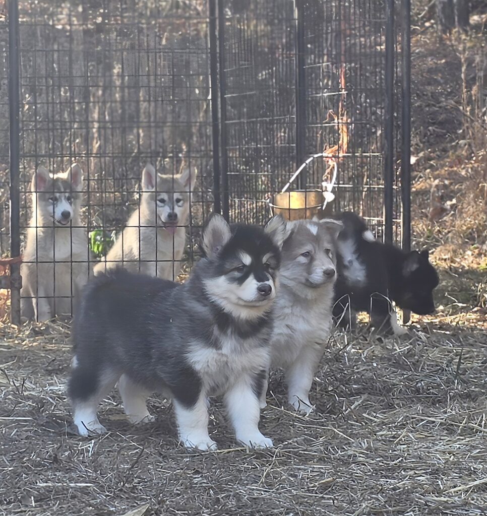 Native American Indian Dog puppies raised in a natural environment 