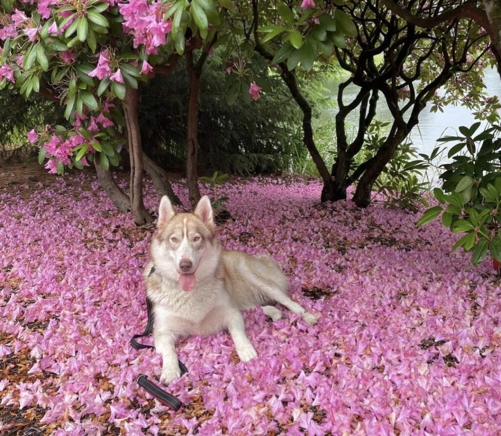 Native American Indian Dog displaying calm temperament