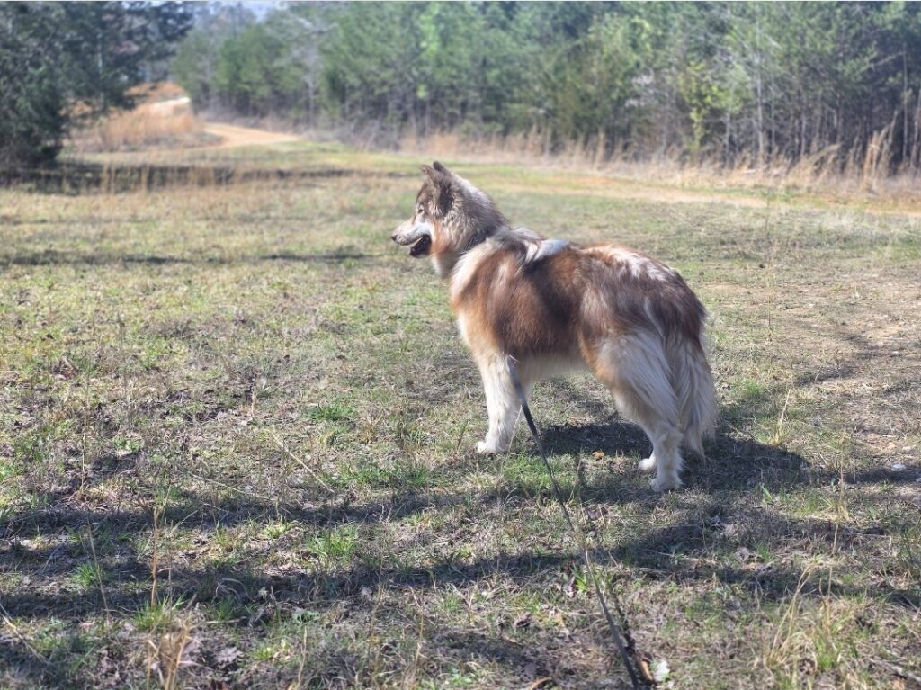 A structurally sound Native American Indian Dog in a natural environment