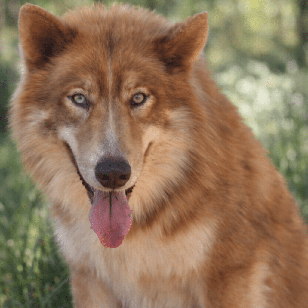 Strong Native American Indian Dog male