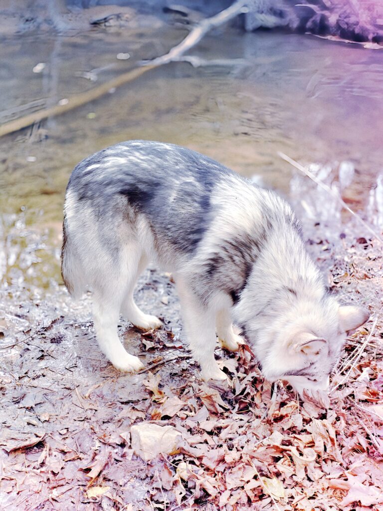 Native American Indian Dog in a microbial diverse environment