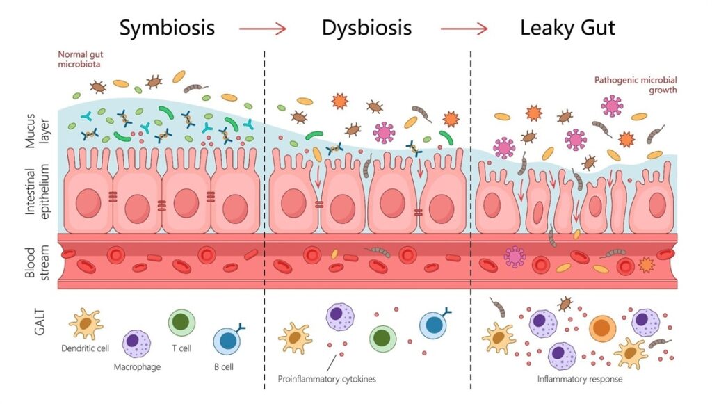 Supporting digestive and microbiome health in naturally reared dogs