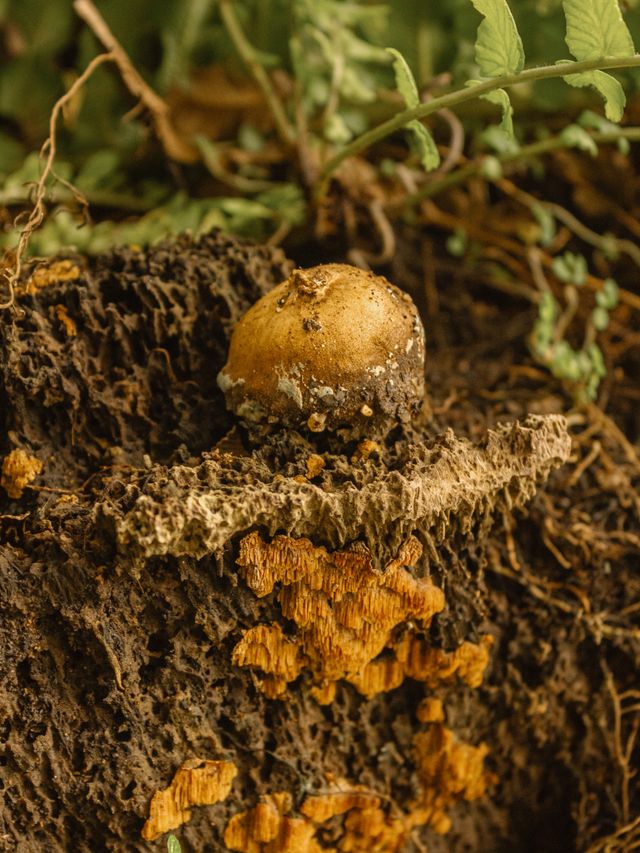 Natural ecosystem representing immune resilience and biological terrain