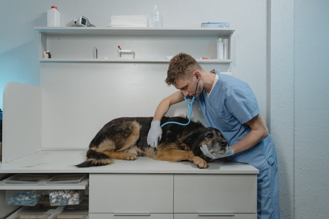 Discussion of vaccine adverse events and immune overstimulation in dogs