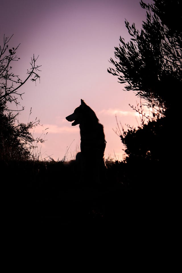 Thoughtful discussion surrounding rabies policy and immunity in dogs