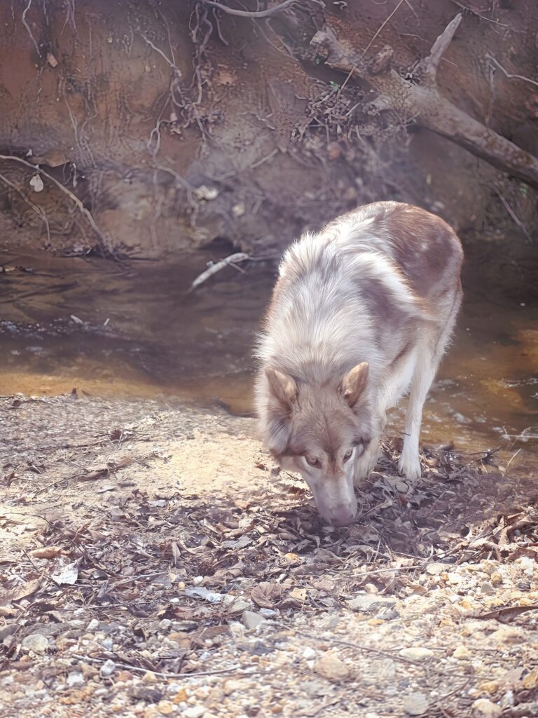 Dogs outdoors experiencing natural microbial diversity and environmental enrichment