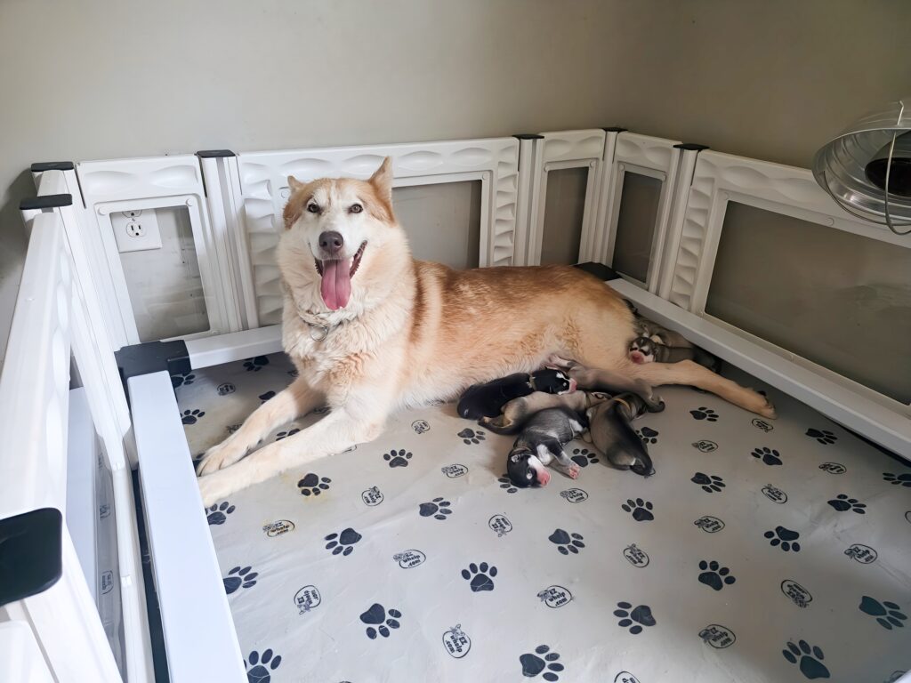 Naturally reared mother dog nursing puppies outdoors