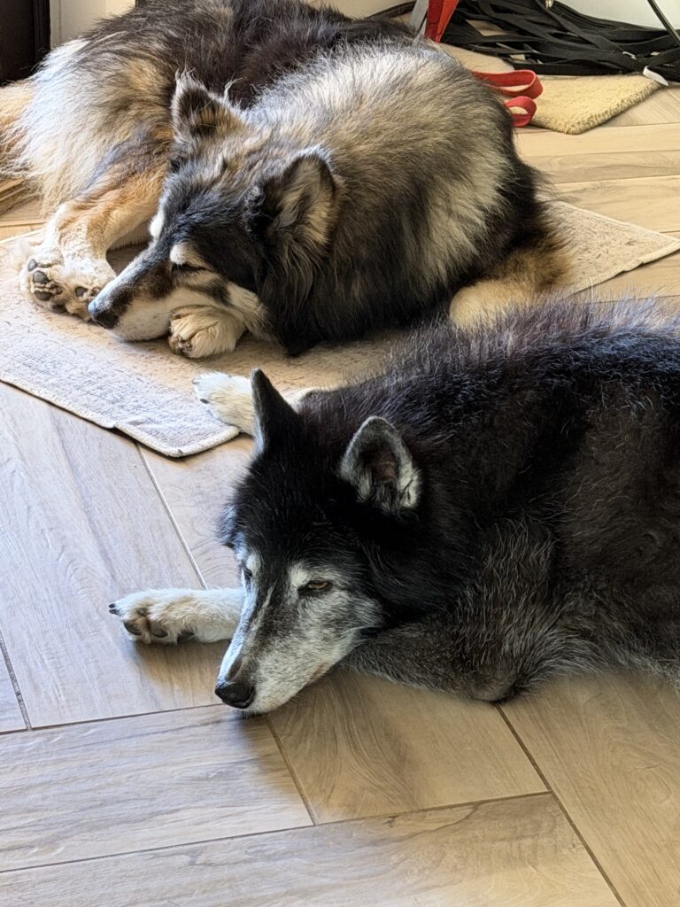 Healthy senior dogs representing long-term immune resilience