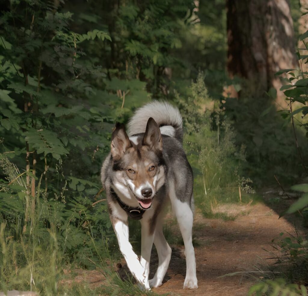 Dog naturally interacting with environmental microbes