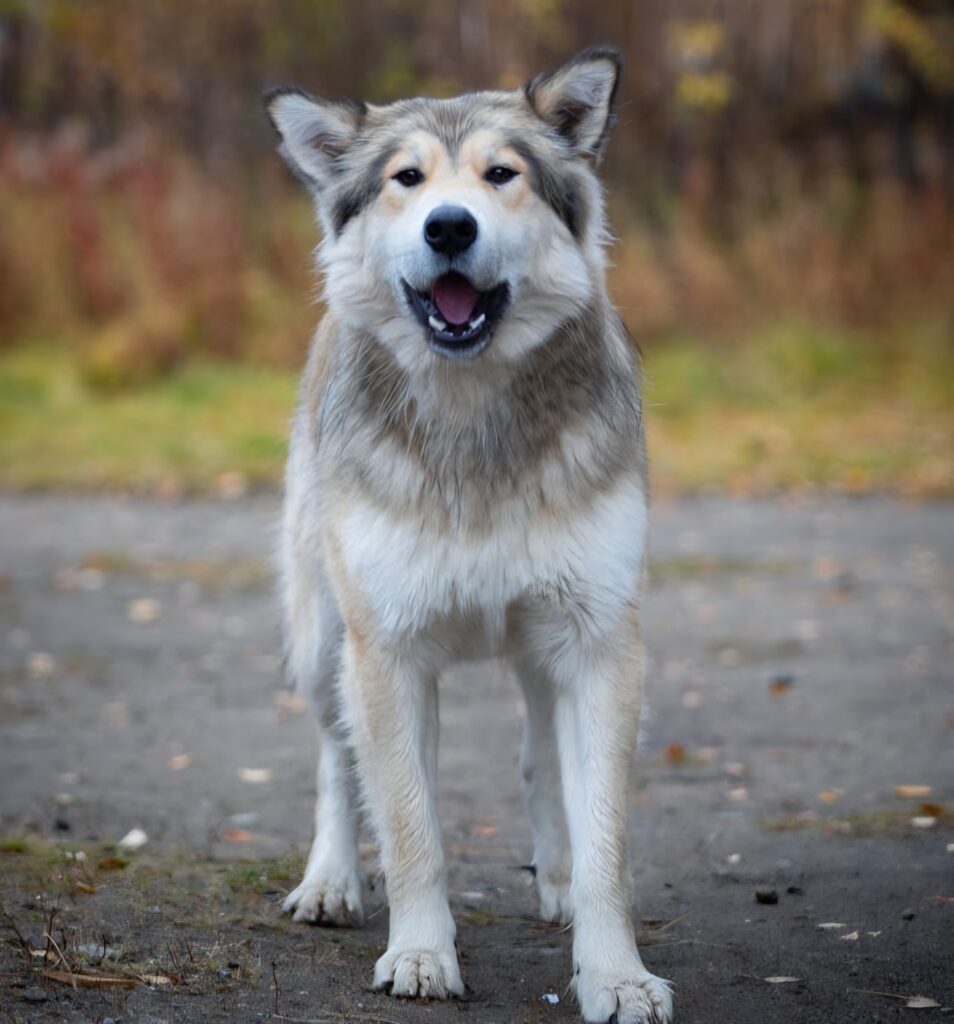 Dog developing natural immune resilience through environmental exposure