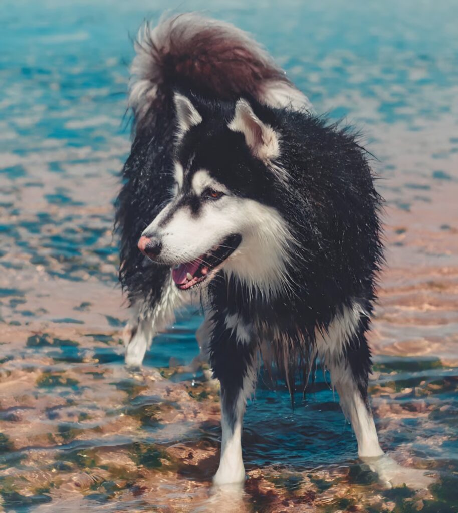 Dog thriving in a natural outdoor environment