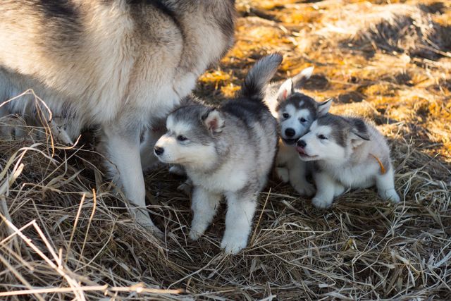 Multiple generations of healthy dogs raised through natural rearing practices